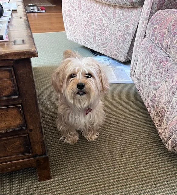 An adult small-sized male Maltese dog named Munchie for adoption in Huntington, NY