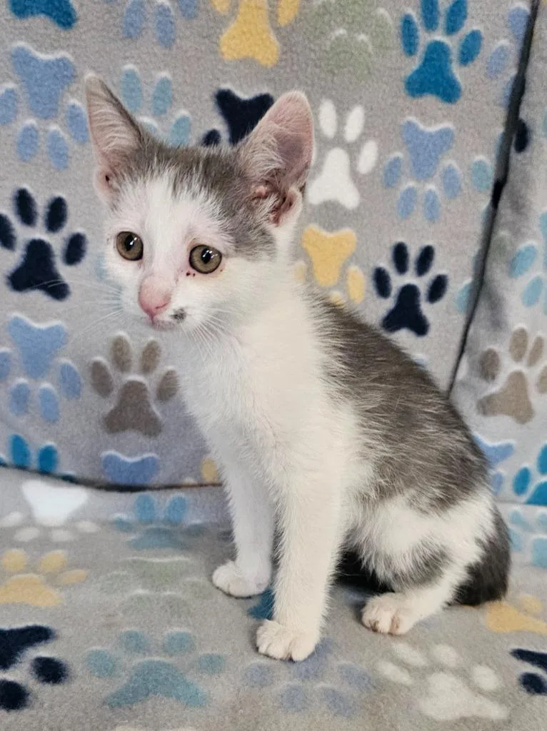 A baby medium-sized female Domestic Short Hair cat named Ruby for adoption in Wabash, IN