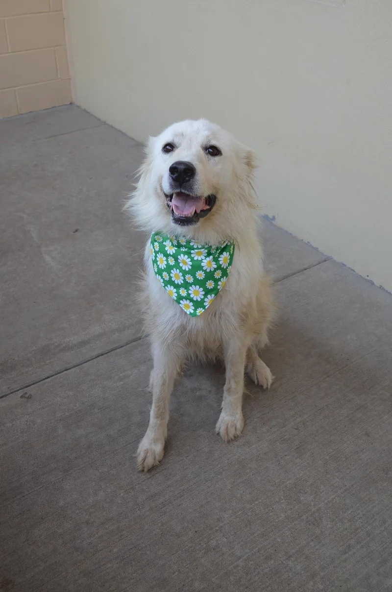 A young large-sized female Great Pyrenees dog named Jumper Cable for adoption in McKinney, TX
