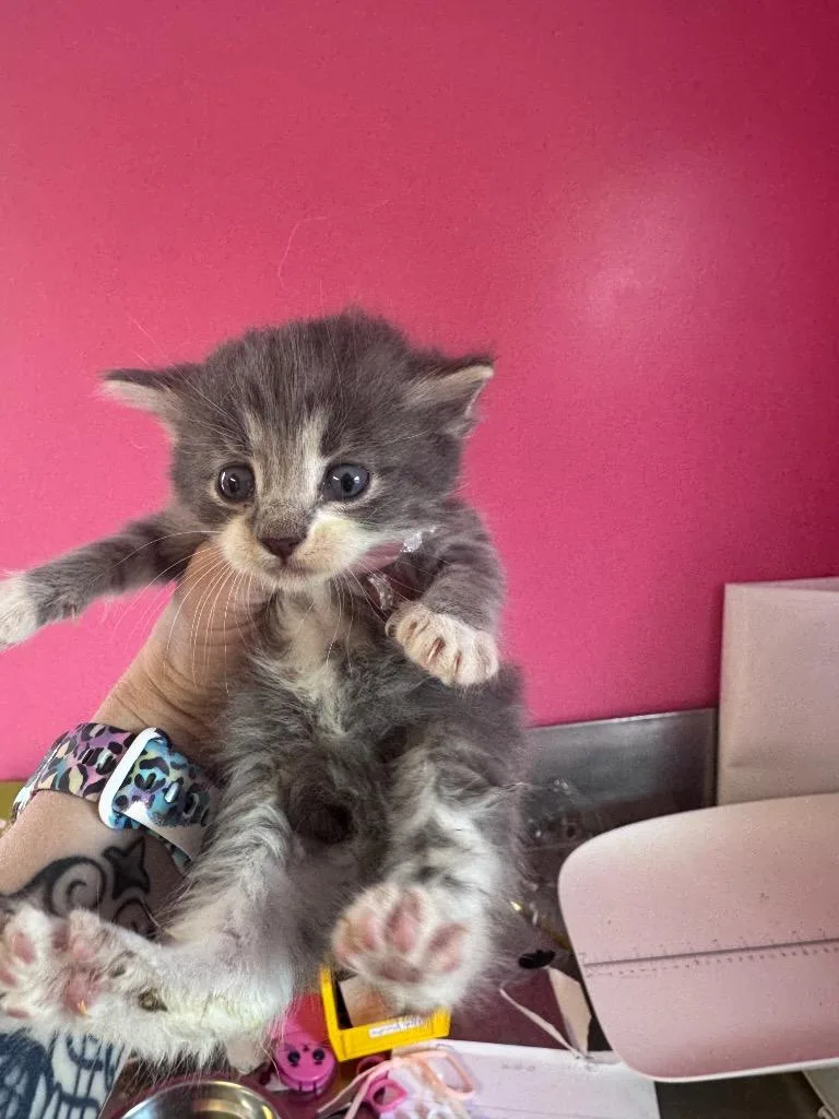 A baby medium-sized male Domestic Medium Hair cat named Biscuits for adoption in Johnson City, TN