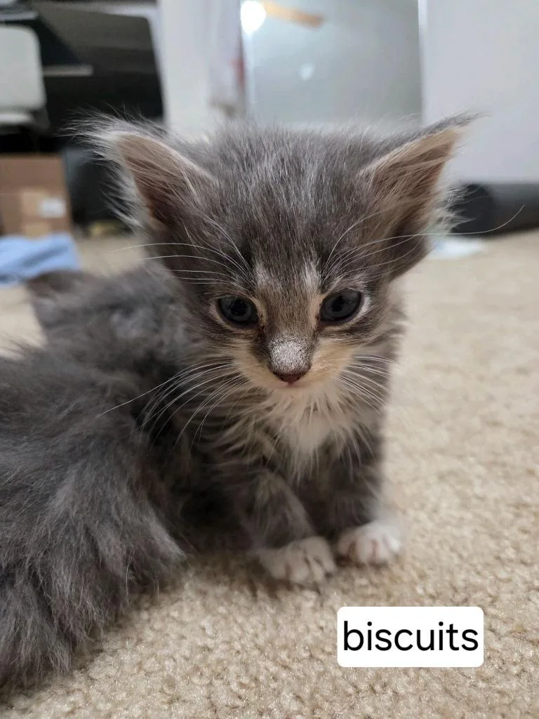 Biscuits thumbnail 2