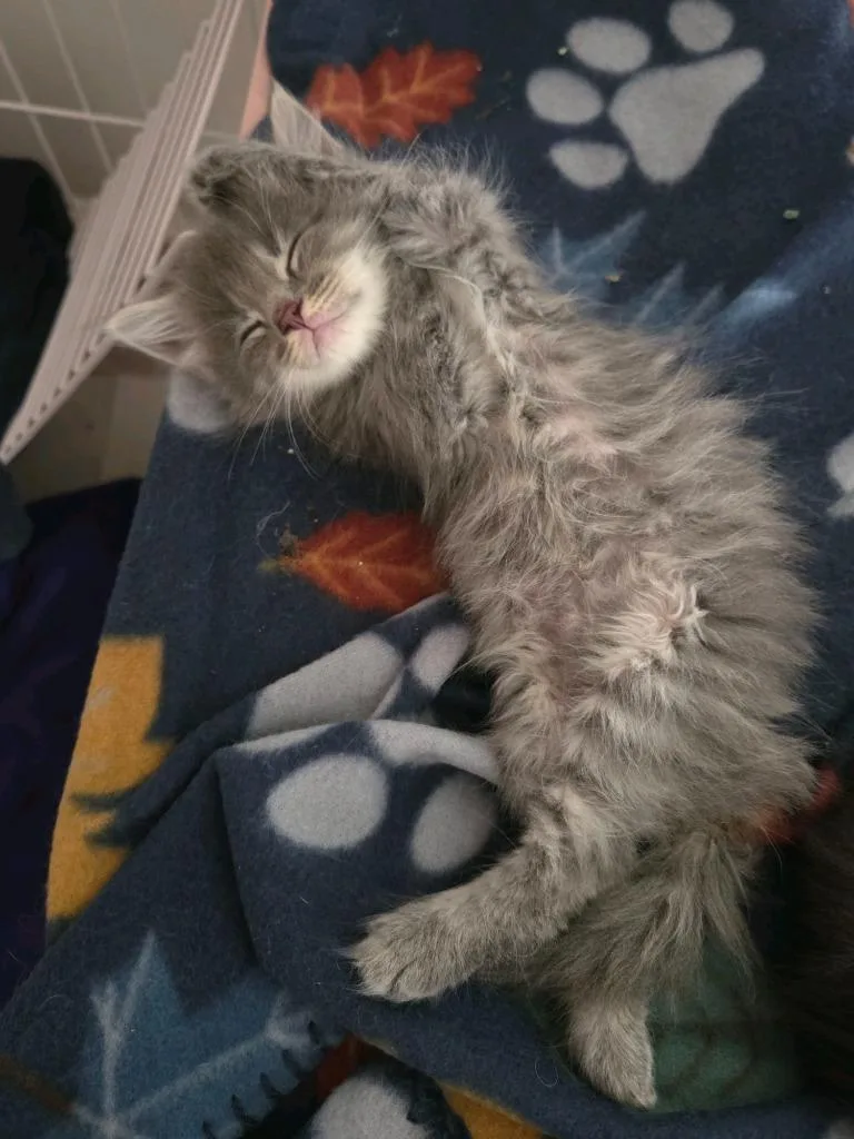 Biscuits thumbnail 3