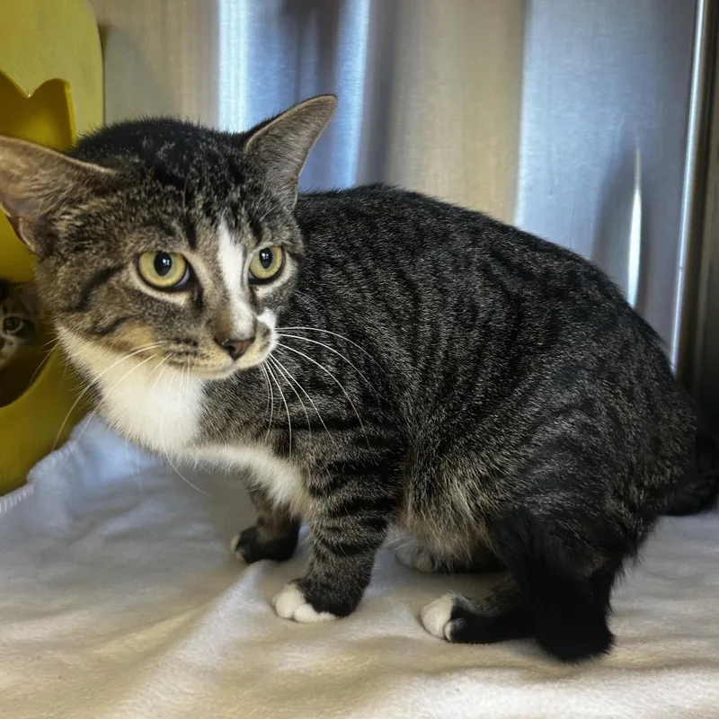An adult medium-sized female Brown / Chocolate Domestic Short Hair cat named Mama bear for adoption in Waukesha, WI