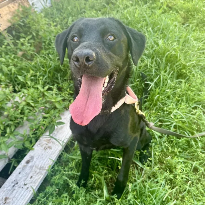 An adult medium-sized male Black Labrador Retriever dog named Goofy Goober FC for adoption in Union, MO