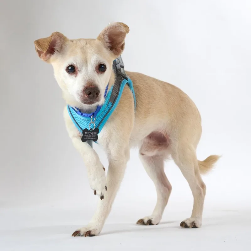 A senior small-sized male Terrier dog named Eddy Grant for adoption in San Francisco, CA