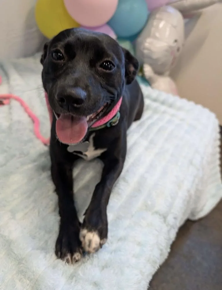 A baby medium-sized female Tricolor (Brown, Black, & White) Mountain Cur dog named Chickadee Songbird for adoption in Boston, MA