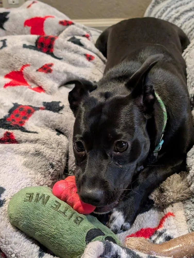 Chickadee Songbird thumbnail 2