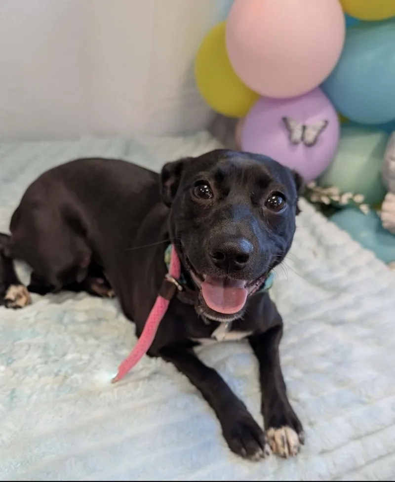 Chickadee Songbird thumbnail 3