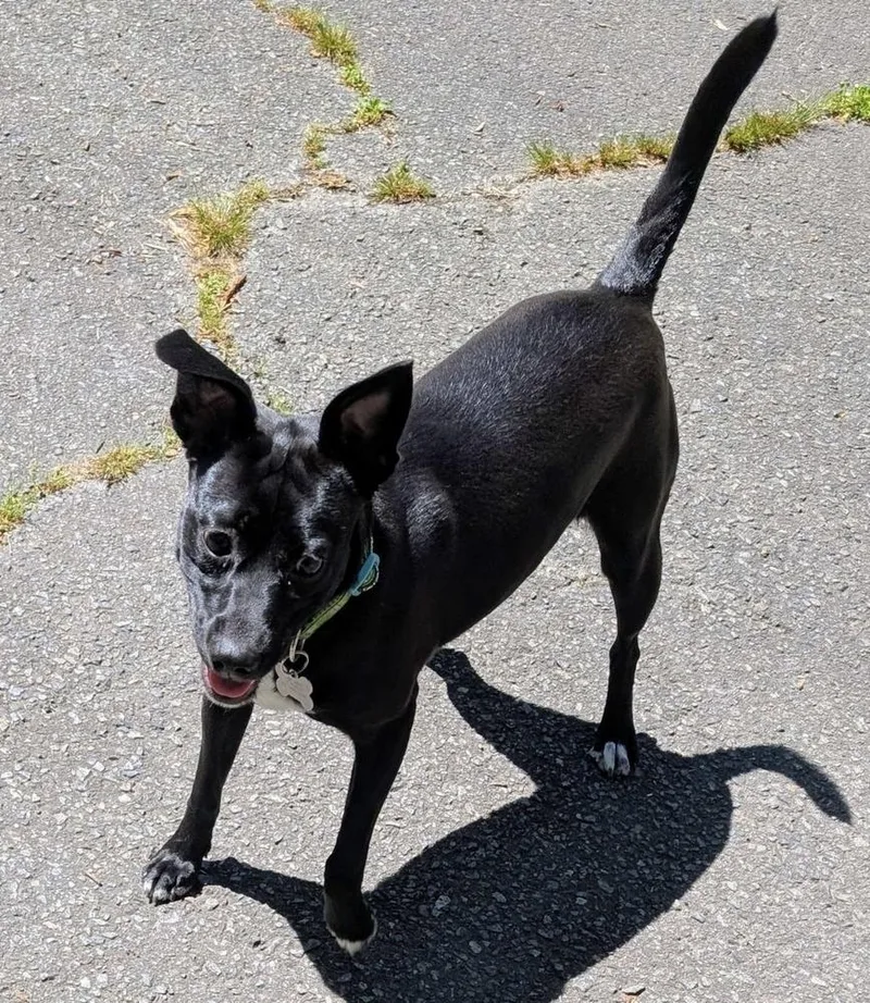 Chickadee Songbird thumbnail 4