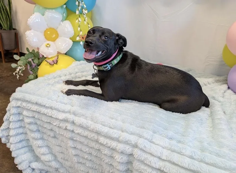 Chickadee Songbird thumbnail 5