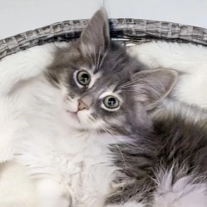 A baby small-sized female Domestic Medium Hair cat named Beth for adoption in Camano Island, WA
