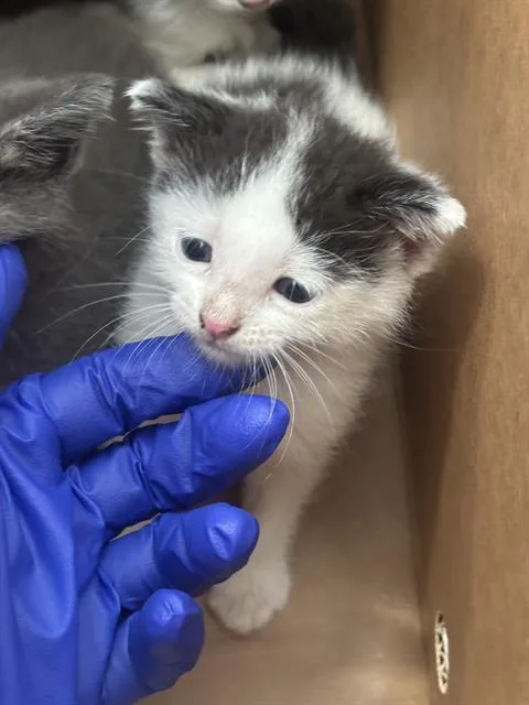 A baby medium-sized female Domestic Short Hair cat named Luna for adoption in Dallas, TX