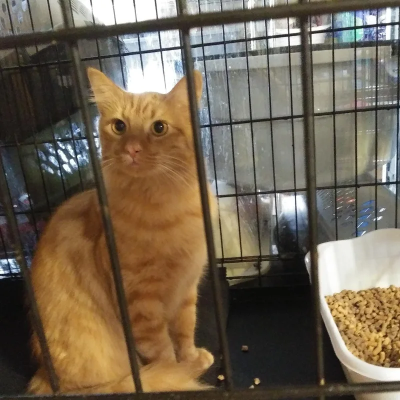A young medium-sized male Tabby (Orange / Red) Domestic Medium Hair cat named Yoki for adoption in Port Wentworth, GA