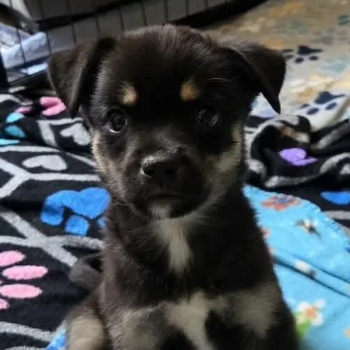 A baby medium-sized female Black Mixed Breed dog named Dolly for adoption in Evanston, IL
