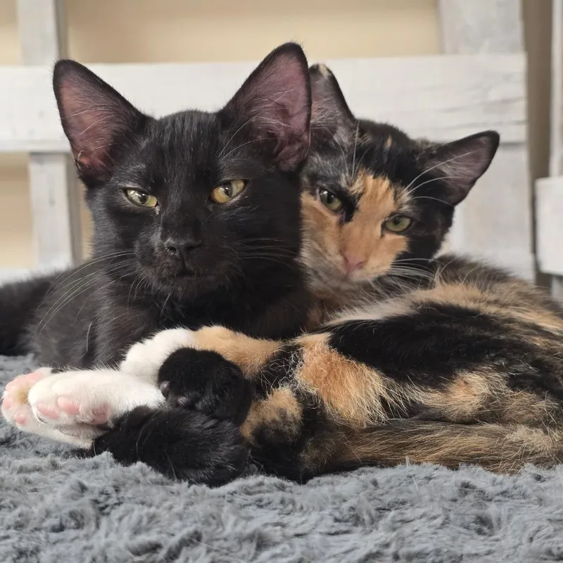 A baby small-sized female Calico Domestic Medium Hair cat named Hermione for adoption in Huntsville, AL