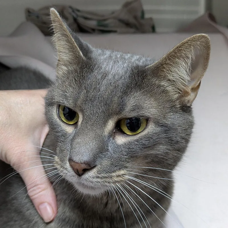 An adult large-sized male Gray / Blue / Silver Domestic Short Hair cat named Boone for adoption in South Burlington, VT
