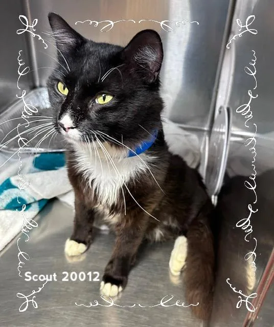 An adult medium-sized male Black & White / Tuxedo Domestic Short Hair cat named Scout for adoption in Marietta, GA