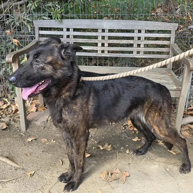 A young large-sized female Belgian Shepherd / Malinois dog named Marie for adoption in Long Beach, CA
