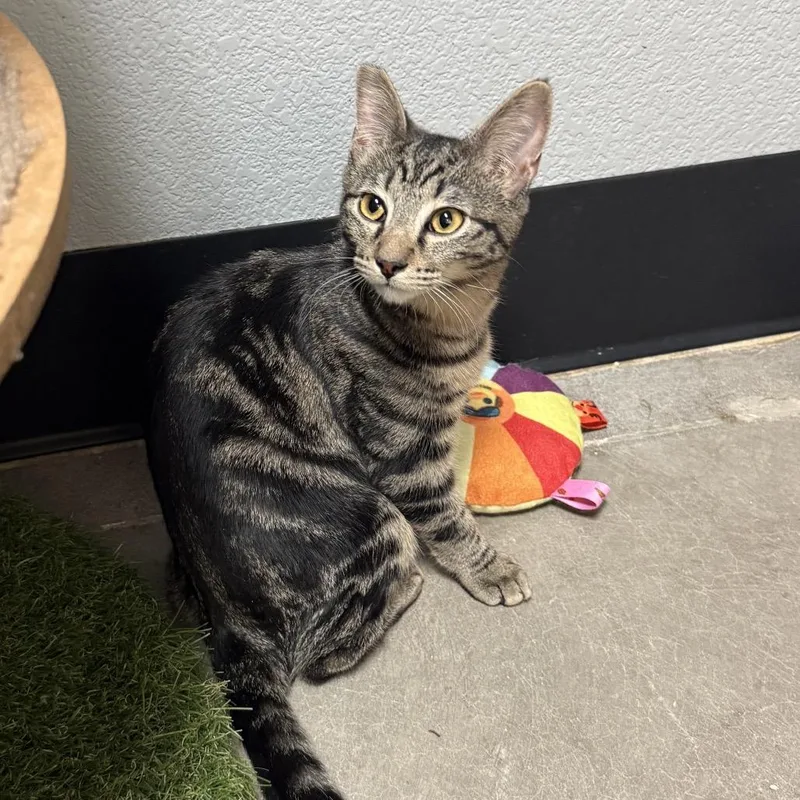 A baby small-sized female Brown / Chocolate Domestic Short Hair cat named Alice Trapper for adoption in Las Vegas, NV