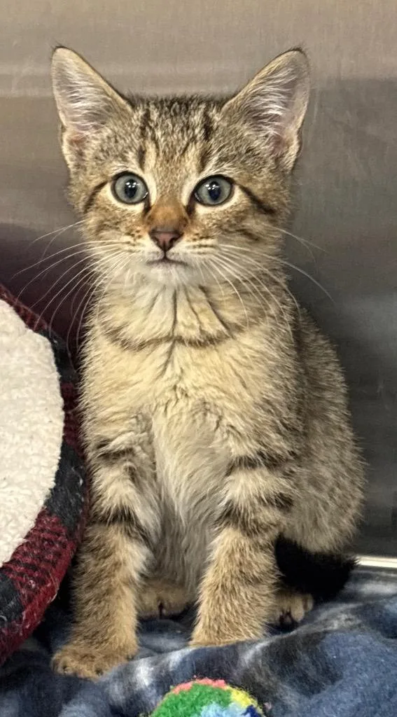 A baby medium-sized male Domestic Short Hair cat named Dc Couples  Joker for adoption in Greeneville, TN