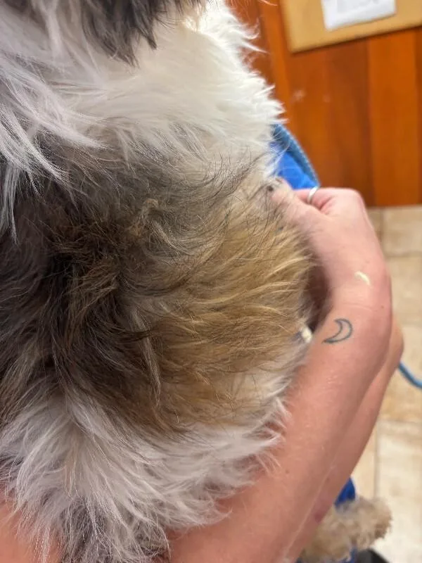 An adult small-sized female White / Cream Mixed Breed dog named Muffin Girl for adoption in Cincinnati, OH