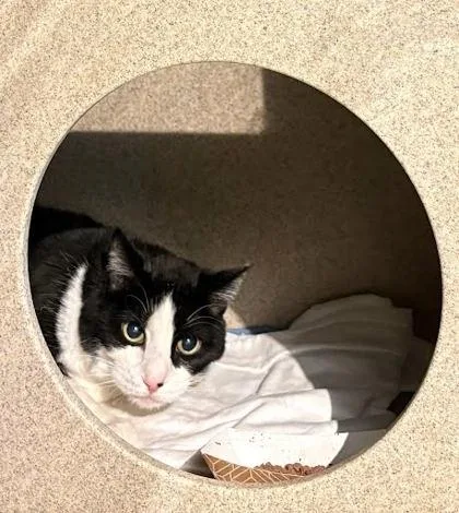 A senior medium-sized male Domestic Short Hair cat named Jazz for adoption in Washington, DC