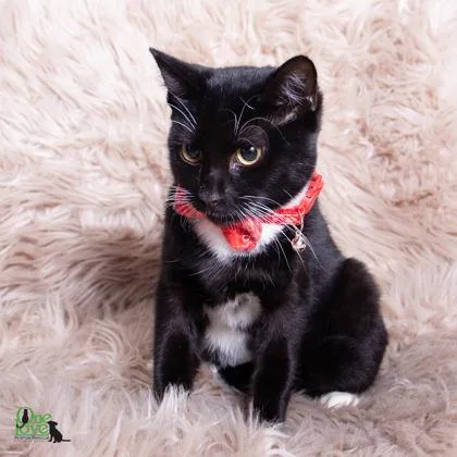 A young medium-sized male Domestic Short Hair cat named Aladdin for adoption in Savannah, GA
