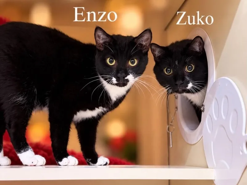Enzo  Zuko thumbnail 2