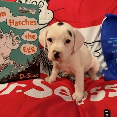 A baby small-sized male White / Cream Beagle dog named Horton for adoption in Normal, IL