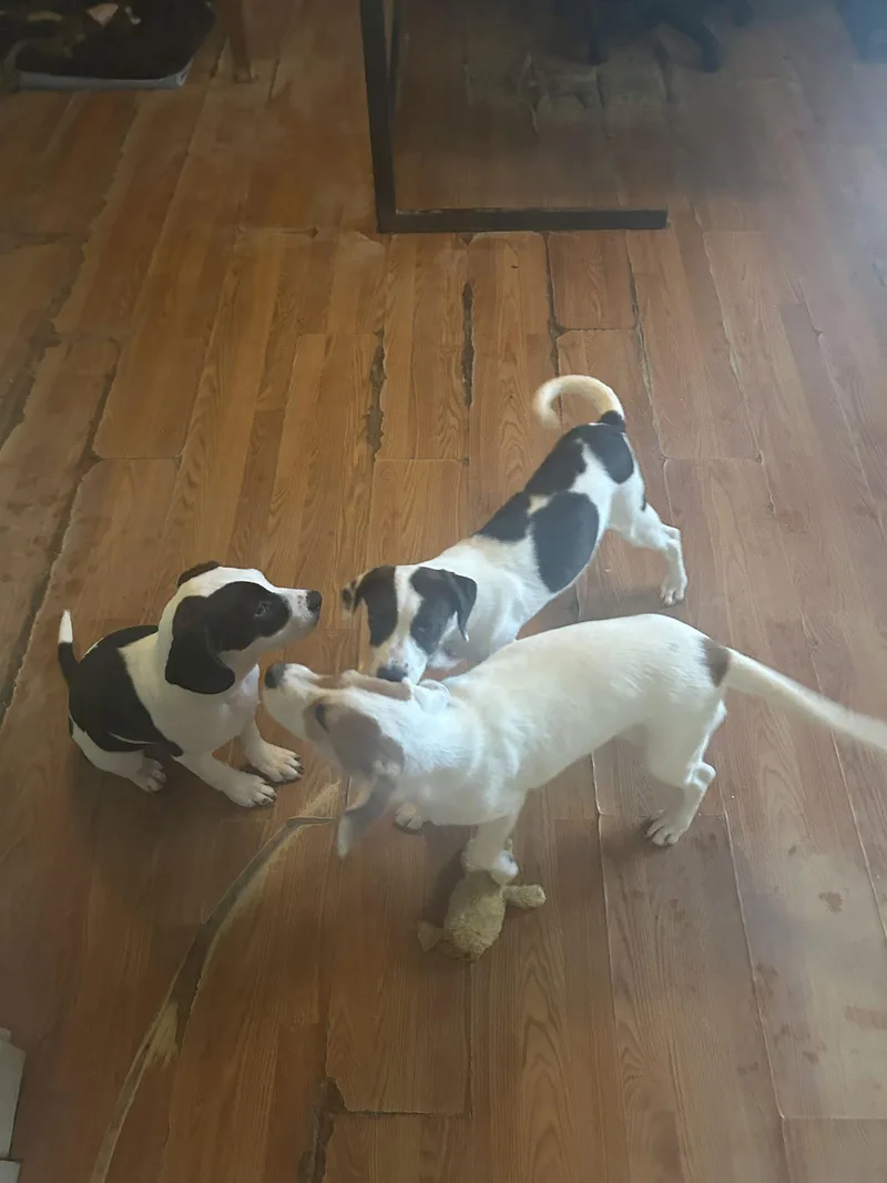 Helenbeagle Pup  Mo thumbnail 2