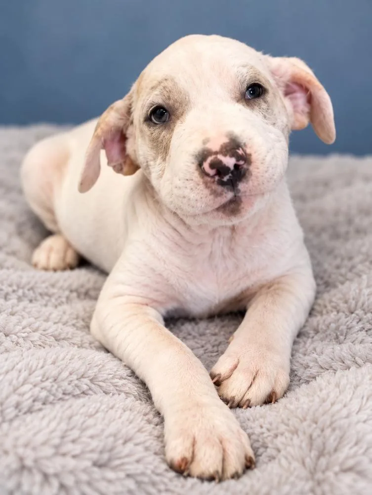 A baby large-sized male Labrador Retriever dog named Journey for adoption in Mooresville, NC