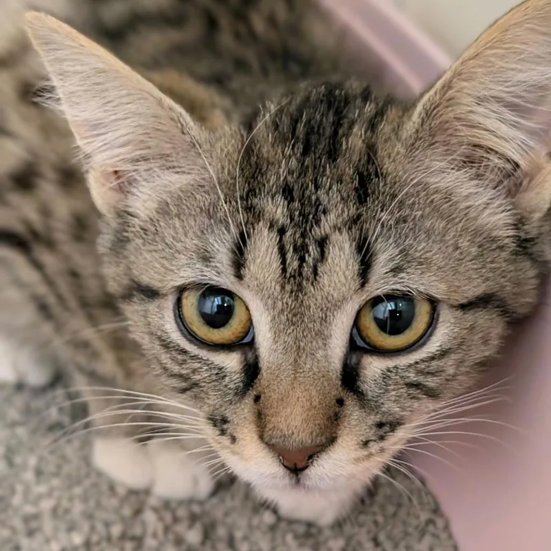 A baby small-sized female Brown / Chocolate Domestic Short Hair cat named Lemon Pie for adoption in Hamburg, NY