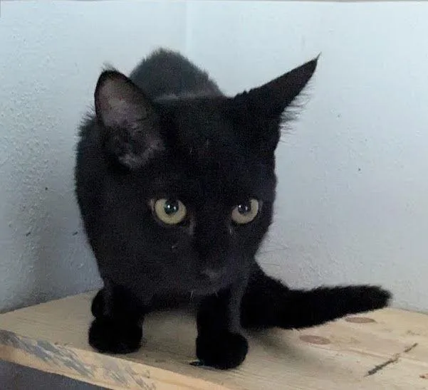 Chiquita thumbnail 2