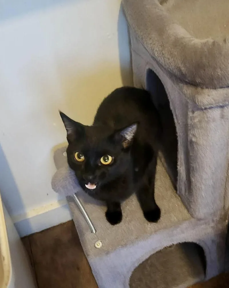 Chiquita thumbnail 3