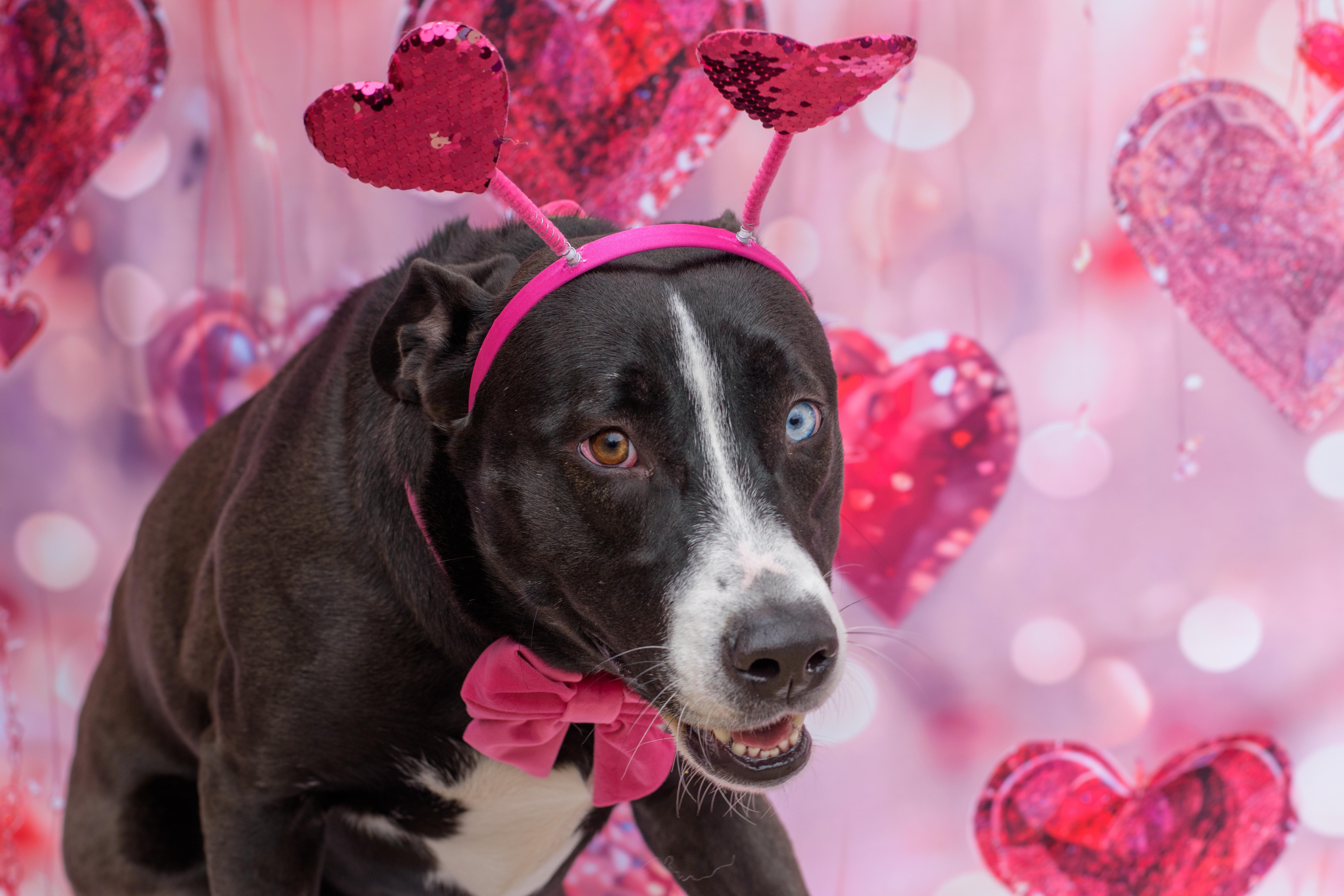 A young large-sized female Black Husky dog named Arya for adoption in San Antonio, TX