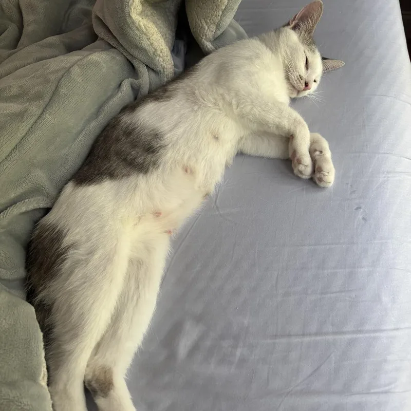 An adult small-sized female White Domestic Short Hair cat named Malilly for adoption in Falls Church, VA