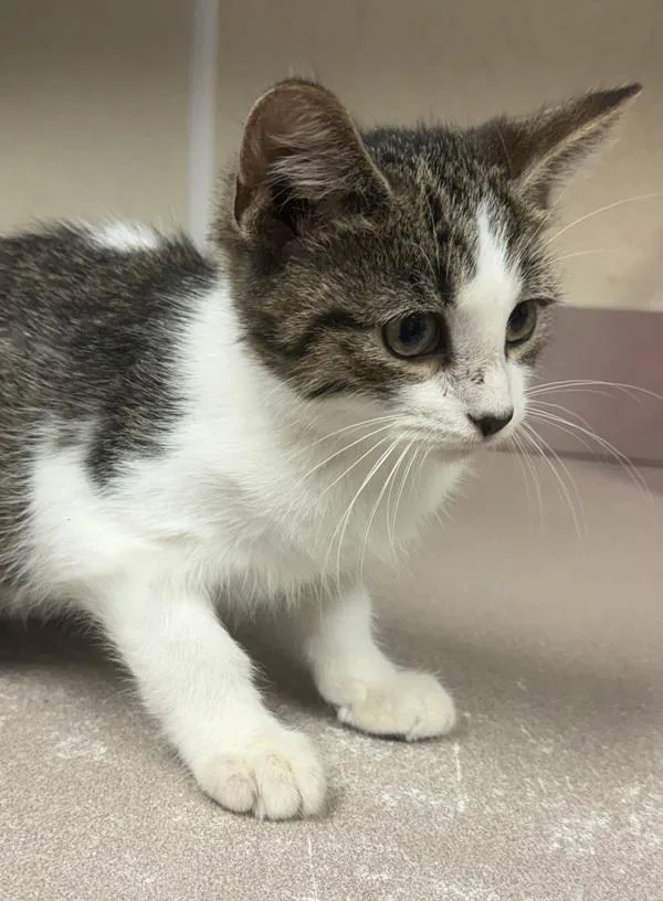 A baby small-sized male Domestic Short Hair cat named Lefou for adoption in Salisbury, MD