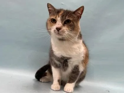 An adult small-sized female Domestic Short Hair cat named Pablo for adoption in Coon Rapids, MN