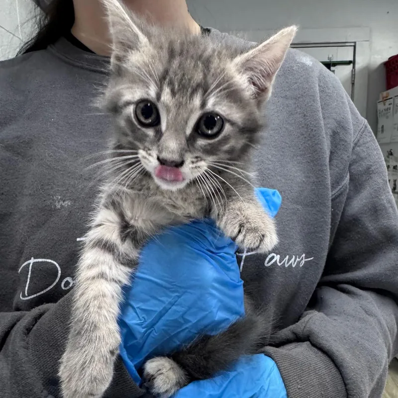 A baby small-sized male Gray / Blue / Silver Domestic Short Hair cat named Cole for adoption in Summerville, SC