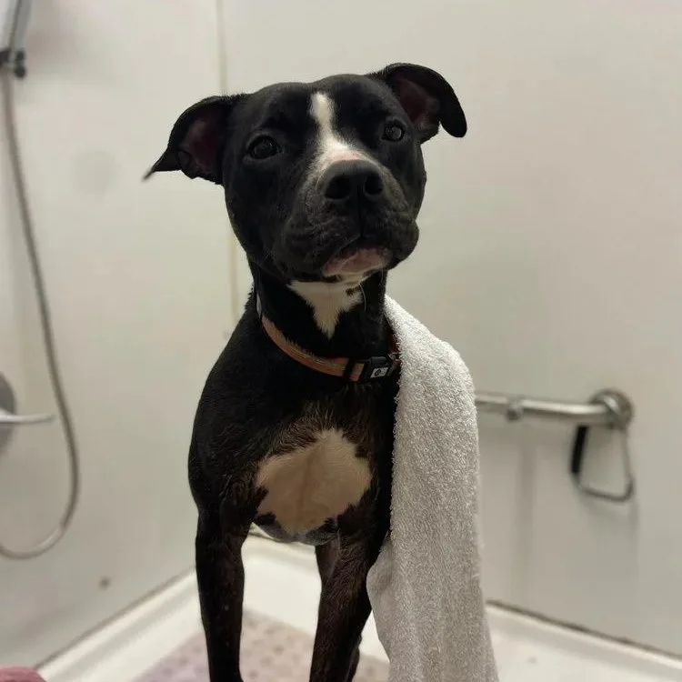 An adult medium-sized male Black Pit Bull Terrier dog named Wesson for adoption in Chuckey, TN