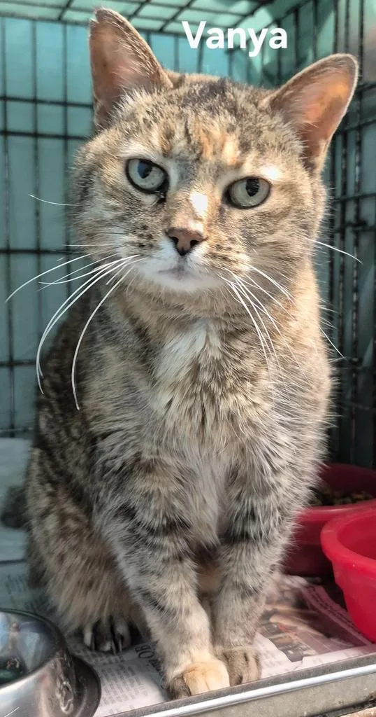 A young medium-sized female Domestic Short Hair cat named Vanya for adoption in Kendallville, IN