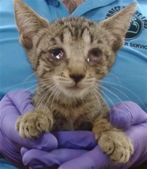 A baby small-sized female Domestic Short Hair cat named Takoyaki for adoption in Miami, FL