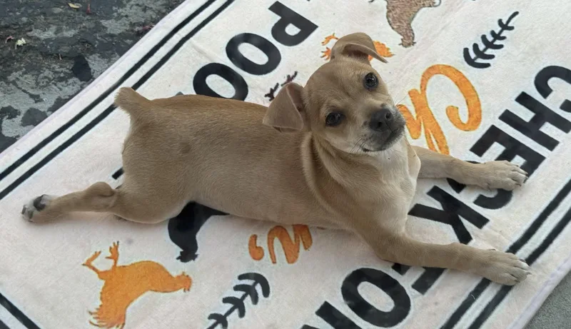 A young small-sized female Apricot / Beige Chihuahua dog named Sprinkles for adoption in Fresno, CA