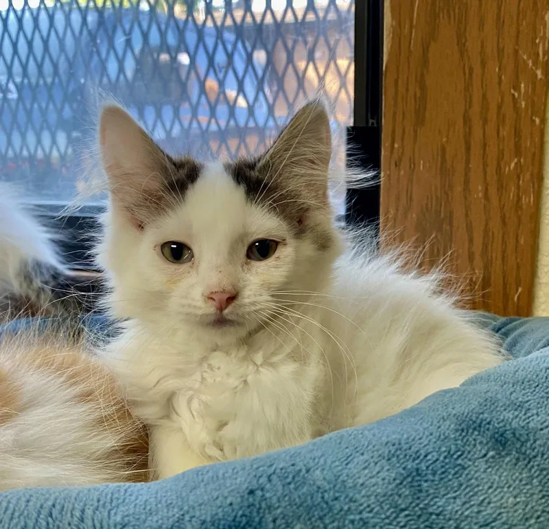 A young medium-sized female Domestic Long Hair cat named S'mores for adoption in Fargo, ND