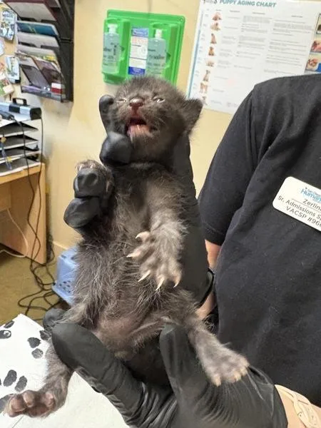 A baby small-sized male Domestic Short Hair cat named Damian Wayne for adoption in Oceanside, CA