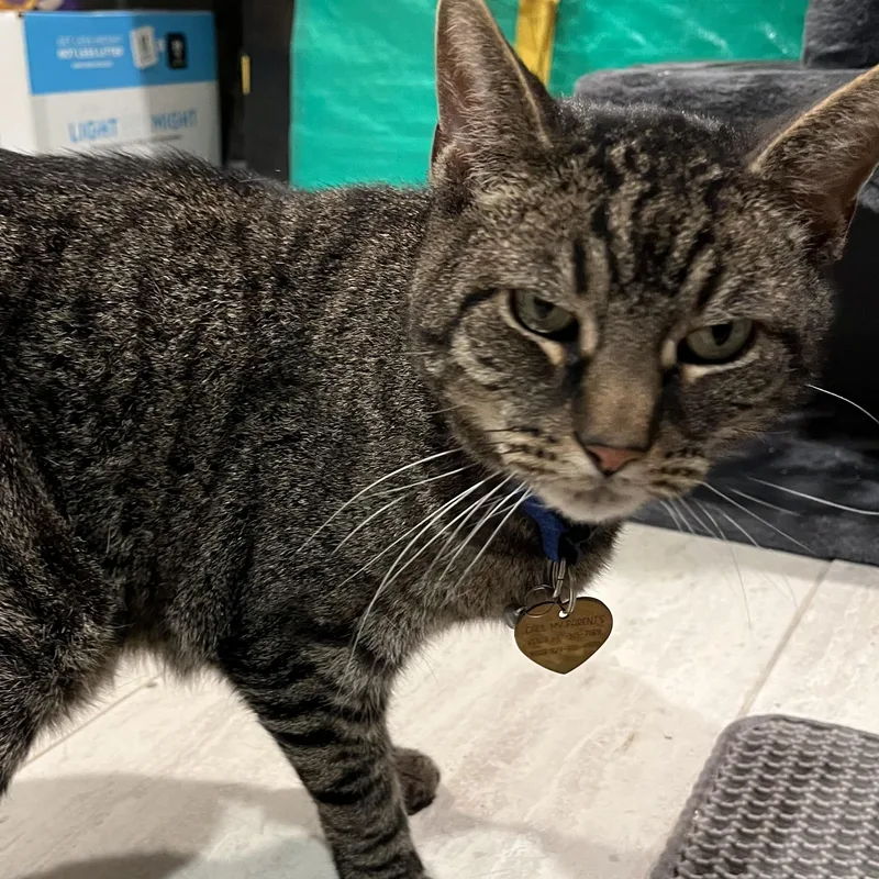 Cat Coming In thumbnail 2