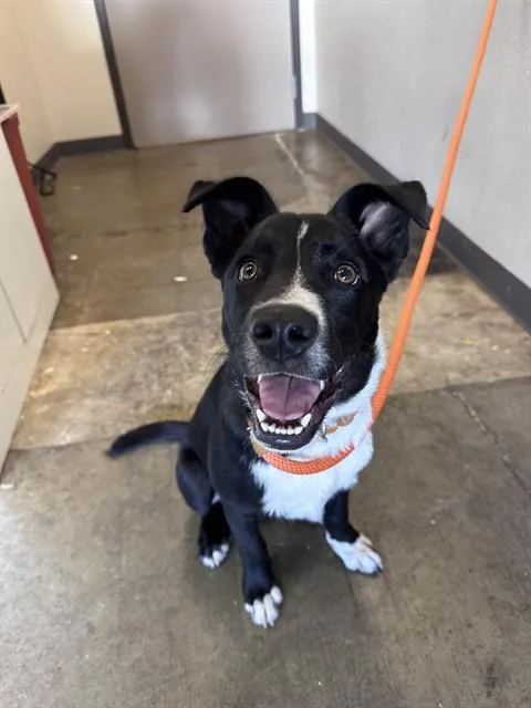 A young medium-sized male Border Collie dog named Mamba for adoption in Ontario, CA