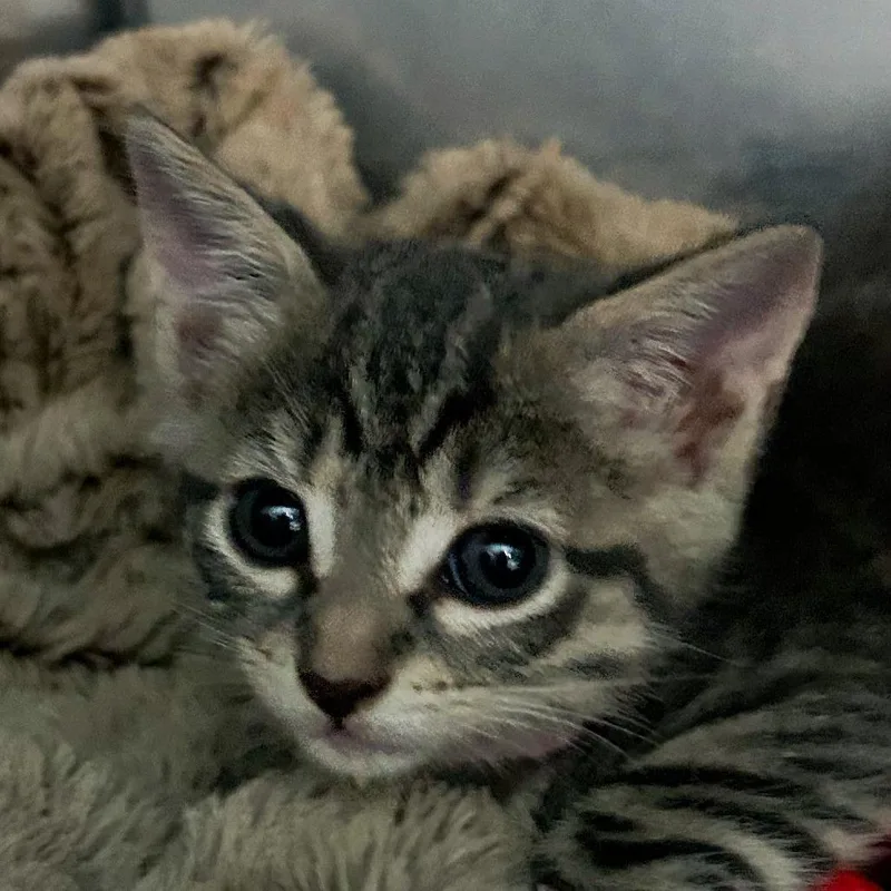 A baby small-sized female Gray / Blue / Silver Domestic Short Hair cat named Nyx for adoption in Troy, VA