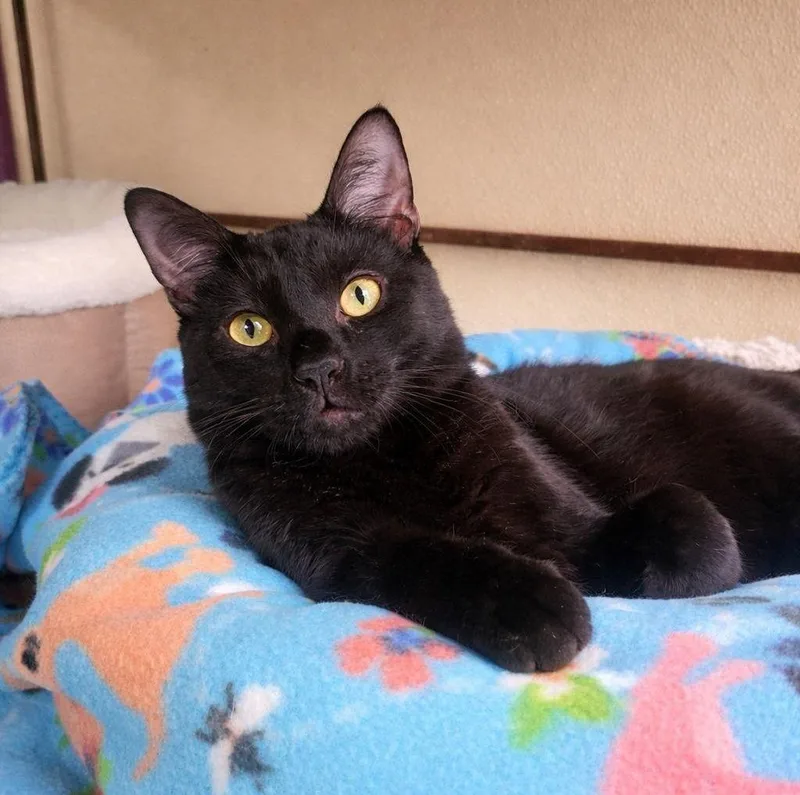 A young medium-sized male Black Domestic Short Hair cat named Arnold for adoption in Lodi, CA