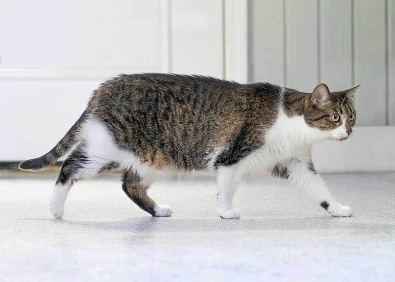 An adult medium-sized female Tabby cat named Montaria for adoption in Buford, GA